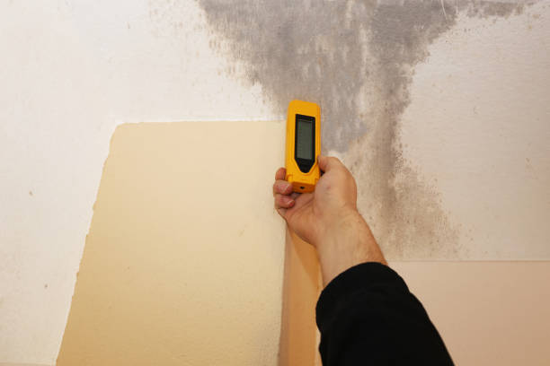 Best Mold Removal for HVAC Installations  in Columbus, TX