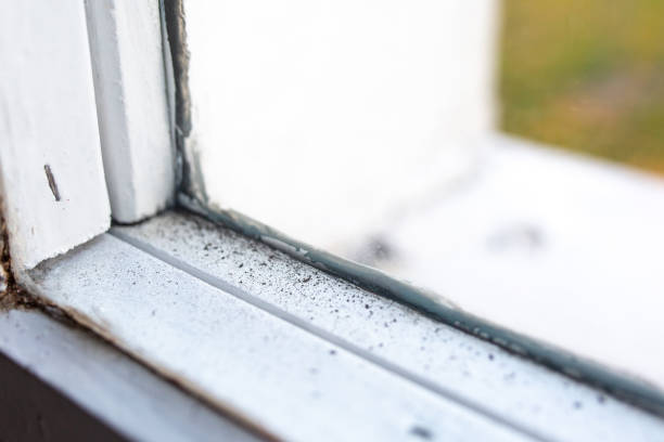 Best Mold Damage Restoration  in Columbus, TX