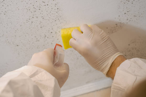 Best Industrial Mold Remediation  in Columbus, TX