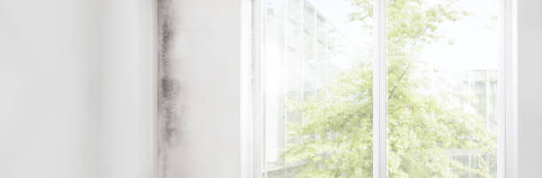 Best Real Estate Mold Inspection  in Columbus, TX