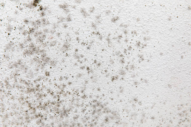 Best Emergency Mold Remediation  in Columbus, TX