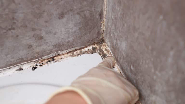Best Mold Odor Removal Services  in Columbus, TX
